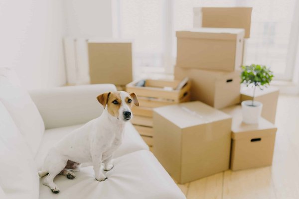 Quel est le secret pour choisir des chaussettes en laine qui ne grattent pas sous des bottes?